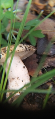 Fungi