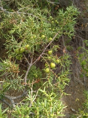 Juniperus deltoides