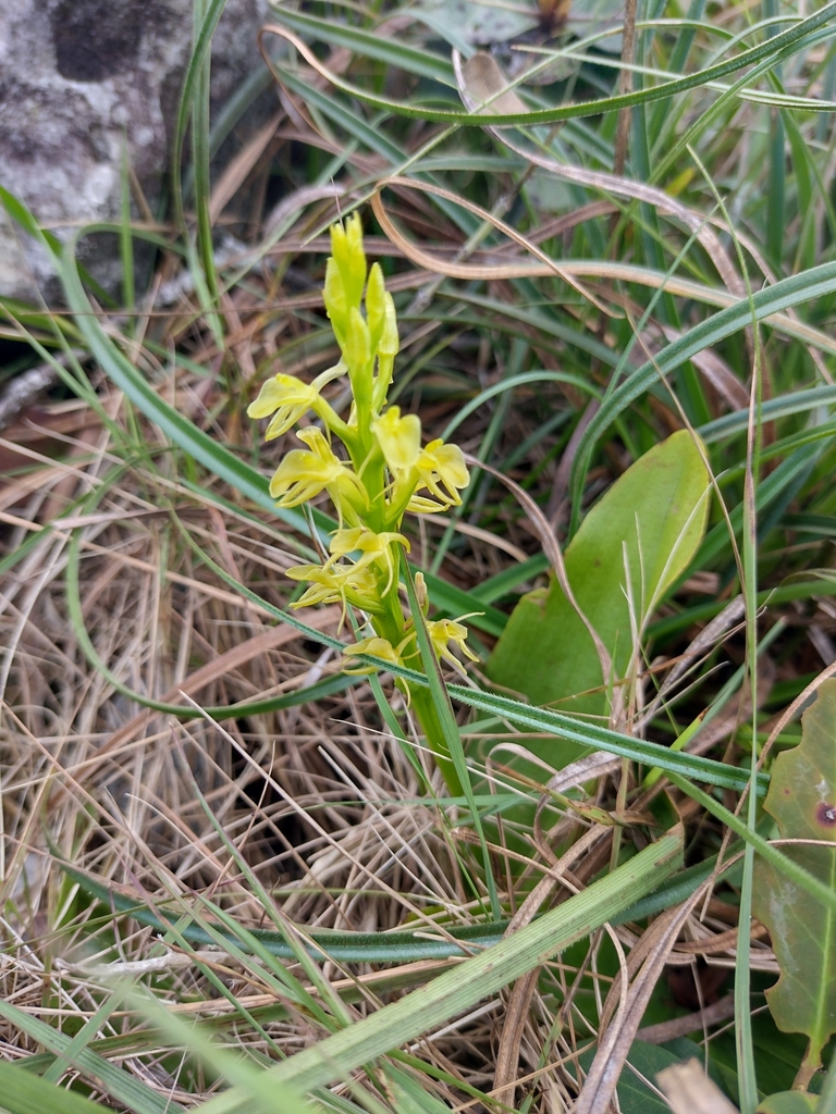 Liparis vexillifera
