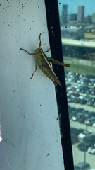 Schistocerca alutacea