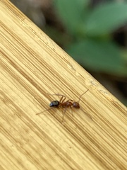 Camponotus decipiens