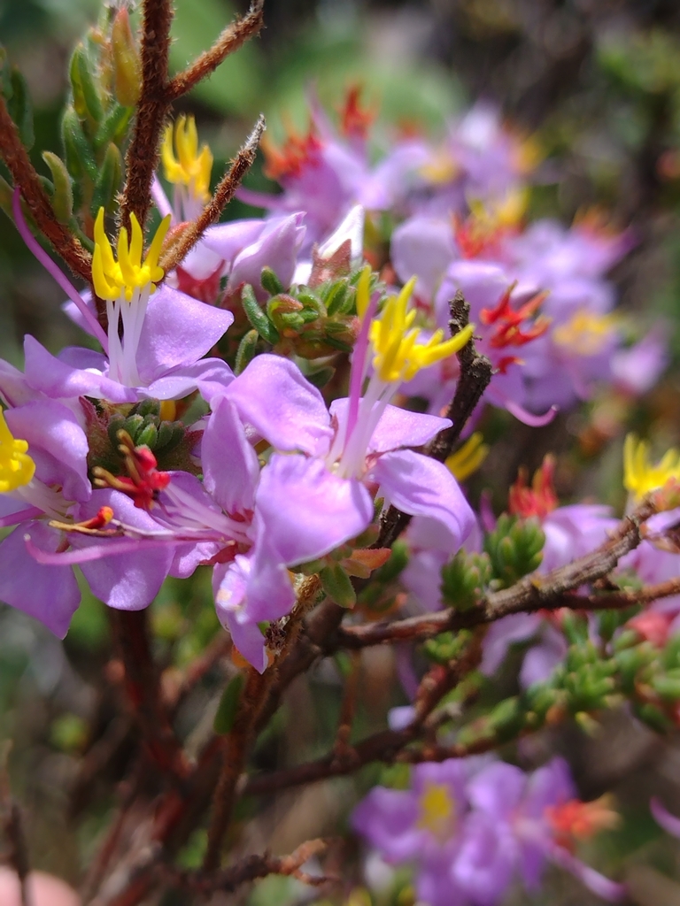 Marcetia ericoides