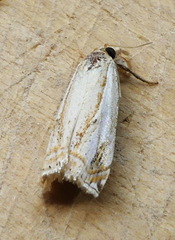 Crambus agitatellus
