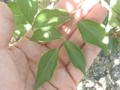 Aralia humilis