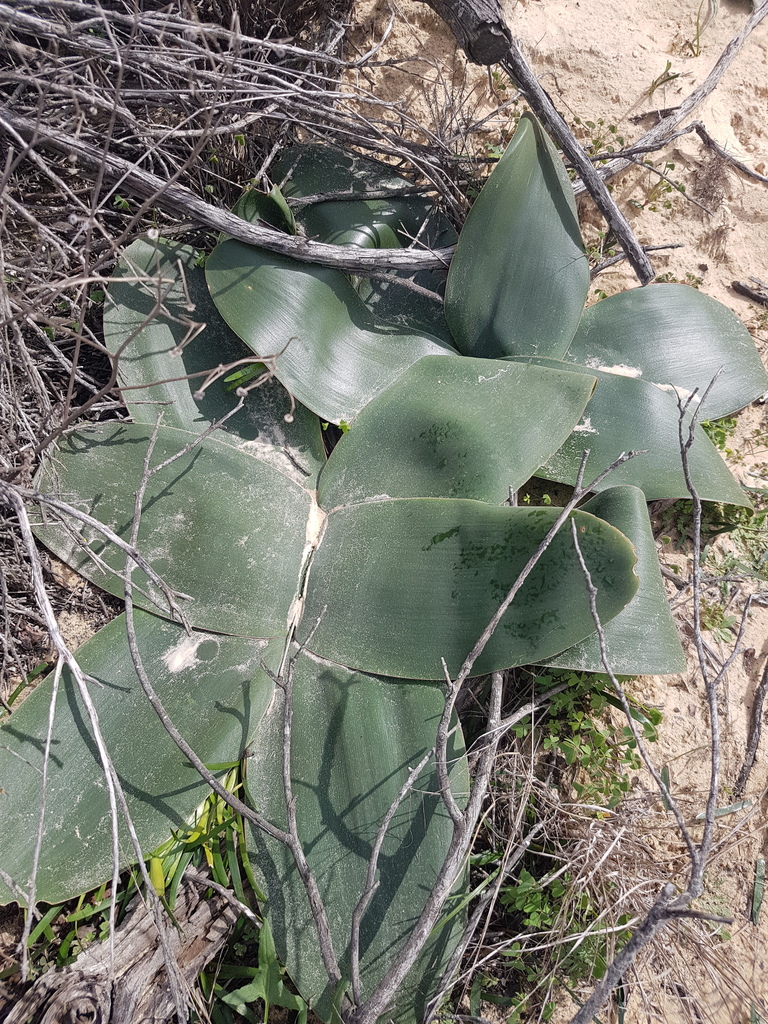 candelabra lily from City of Cape Town, WC, South Africa on August 11