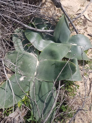 Brunsvigia orientalis