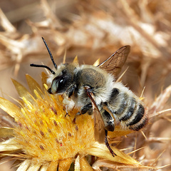 Megachile maritima