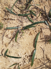 Brunsvigia orientalis