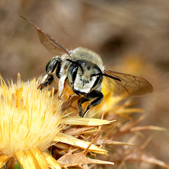 Megachile maritima