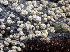 Chthamalus stellatus