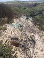 Brunsvigia orientalis