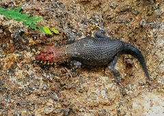 Sceloporus pyrocephalus