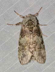 Macrurocampa marthesia