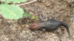 Sceloporus pyrocephalus