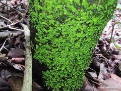 Ptychomnion aciculare