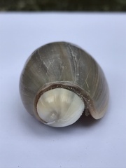 Olivancillaria