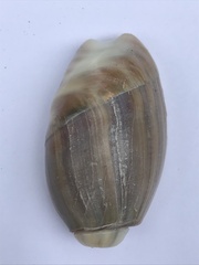 Olivancillaria