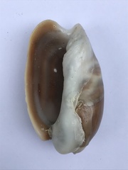Olivancillaria
