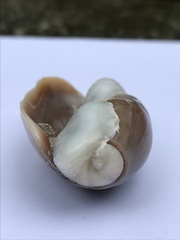 Olivancillaria