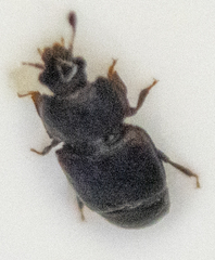 Caplothorax lugubris