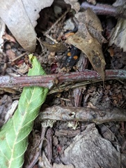Platydracus fossator