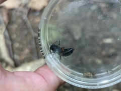 Platydracus fossator