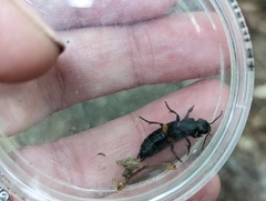 Platydracus fossator