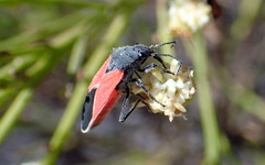 Melanopleurus belfragei