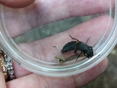 Platydracus fossator