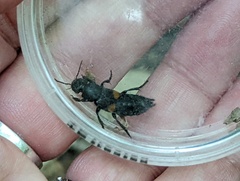 Platydracus fossator