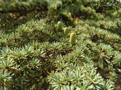 Cedrus brevifolia