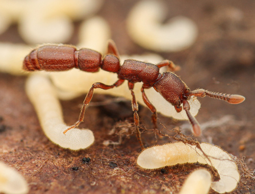 Syscia madrensisSyscia madrensis