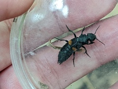 Platydracus fossator