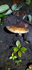 Fungi