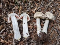 Agaricus gemellatus