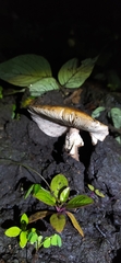 Fungi