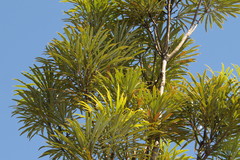 Banksia aquilonia