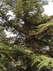 Cedrus brevifolia