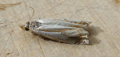 Crambus agitatellus