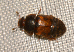 Colopterus maculatus