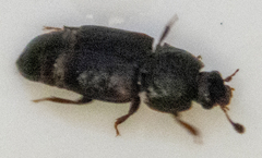 Caplothorax lugubris