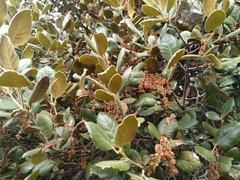 Quercus alnifolia
