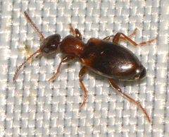 Omonadus formicarius