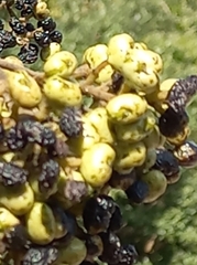 Ozoroa paniculosa