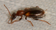 Omonadus formicarius