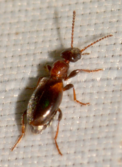 Omonadus formicarius