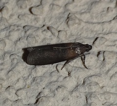 Sciota fumella