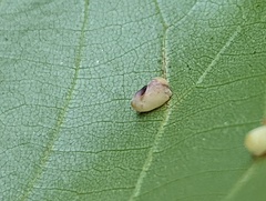Caryomyia recurvata