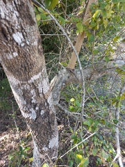 Ozoroa paniculosa
