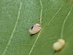 Caryomyia recurvata